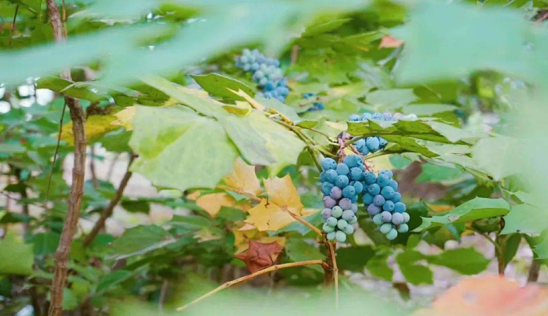 学生霍吉武 宋士达 李朝辉等东北石油大学江苏大学 教师杨雨苏瑞淇