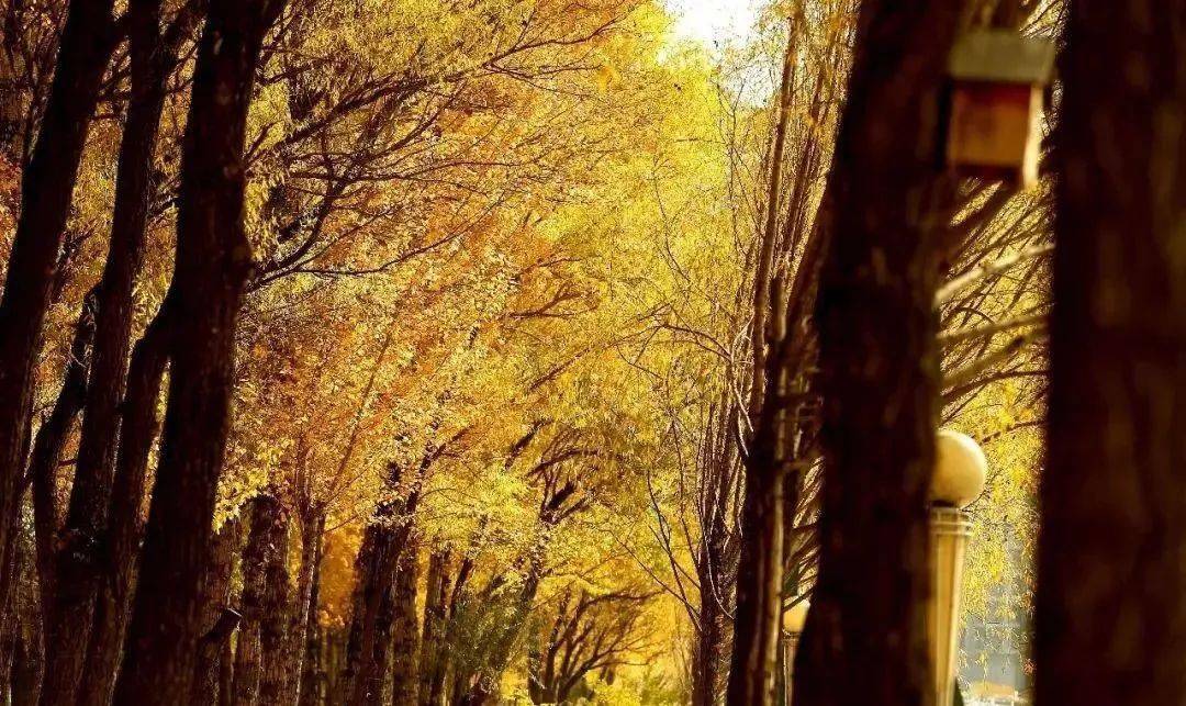 初秋的榆林,退去了盛夏的酷热,温凉的时光涤荡出岁月的芬芳,趁这个