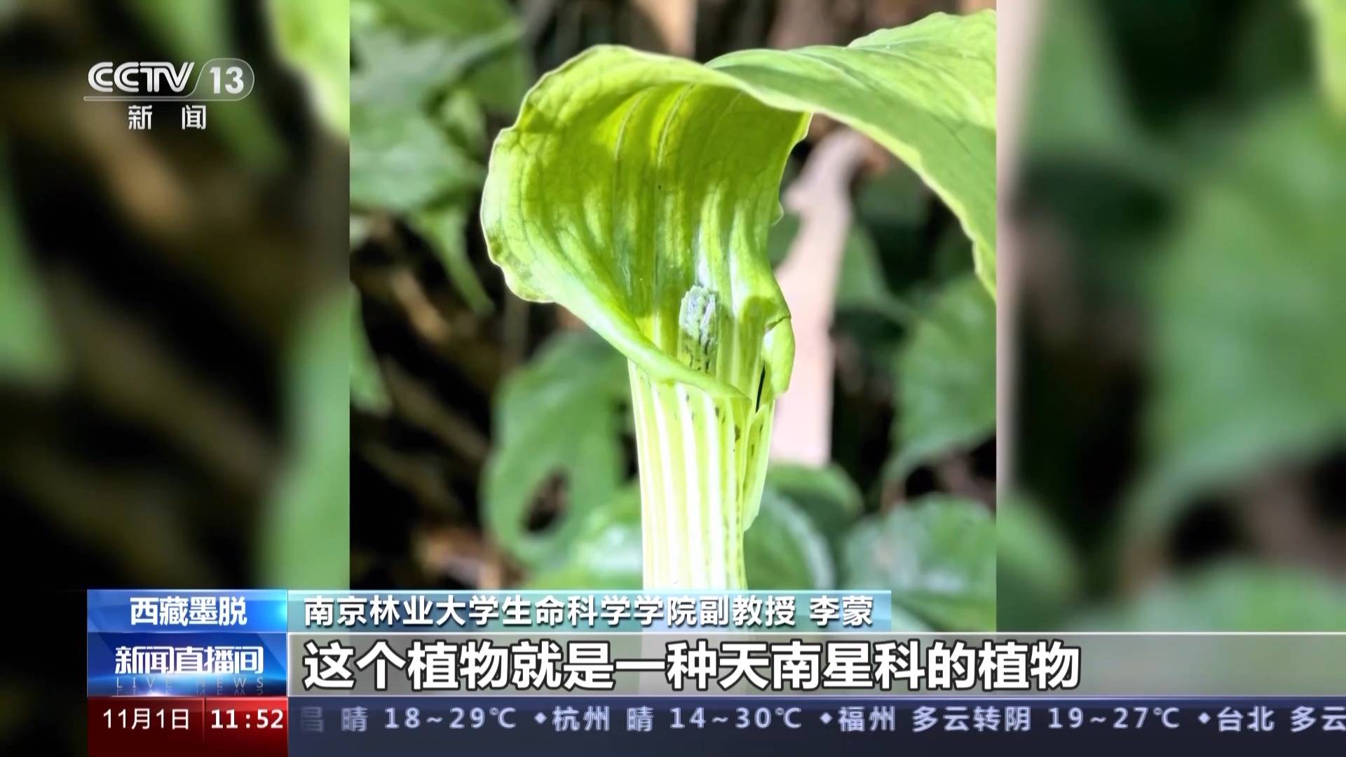 這個植物是天南星科的植物,它的花序長長的,裡面有很多雄蕊和雌蕊在