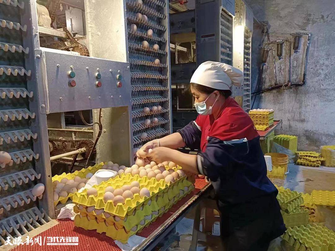 务川首批直供澳门鸡蛋顺利通关_养殖_发展_乡村