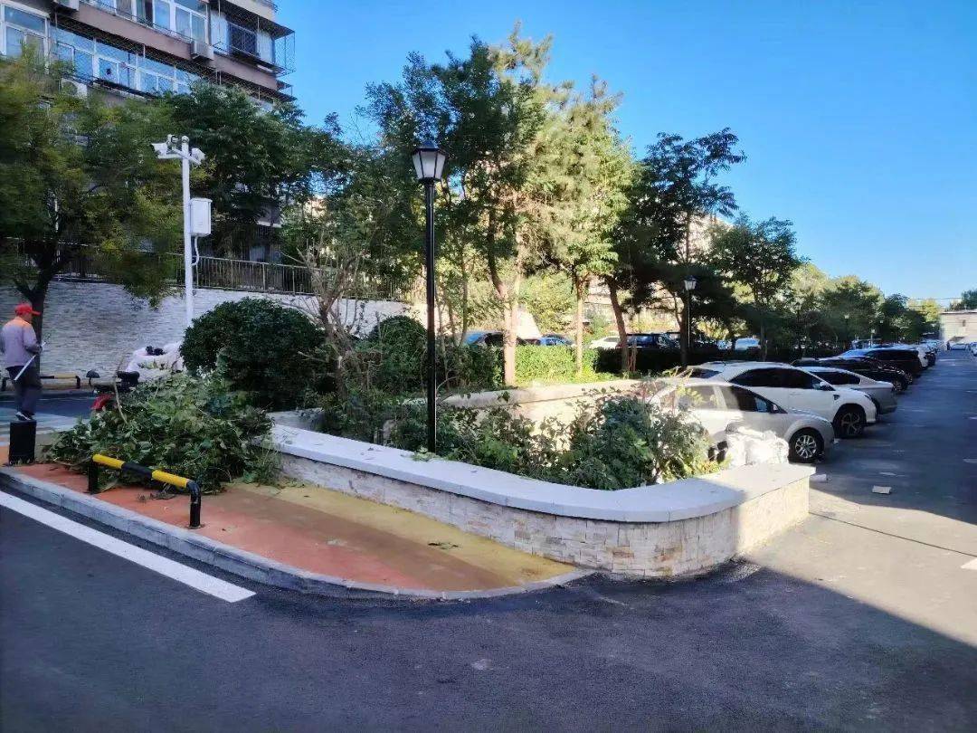 修剪前东里31栋6单元门前的花池里有一棵树,虽然不高,但