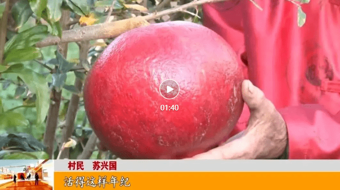 云南一农户种出"头大"的石榴,差点打破世界纪录_大庄_段加_大石