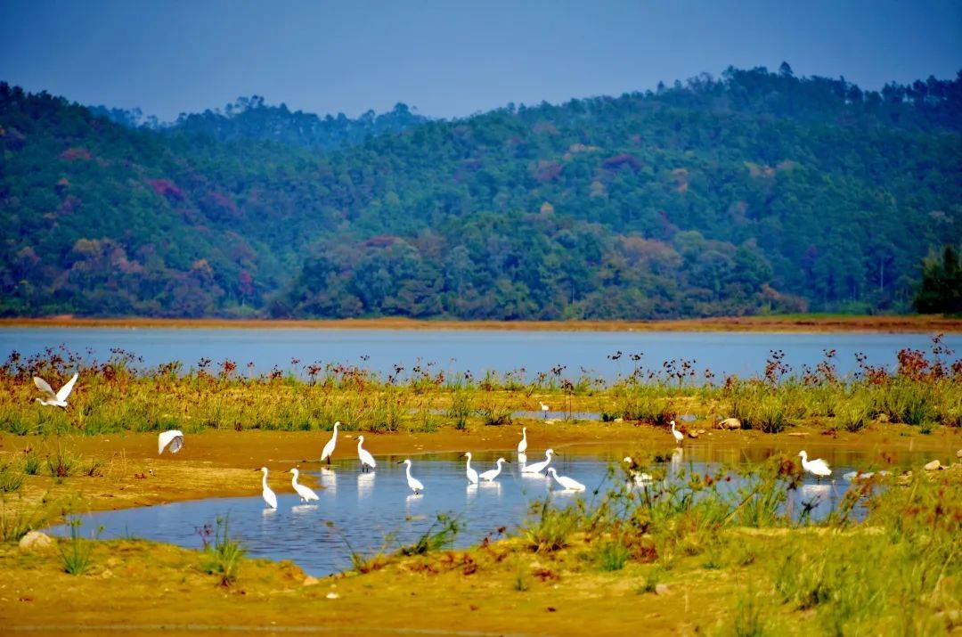来源:广东林业凭湿地一期门票即可免费参观湿地寻梦园湿地露营区(公益
