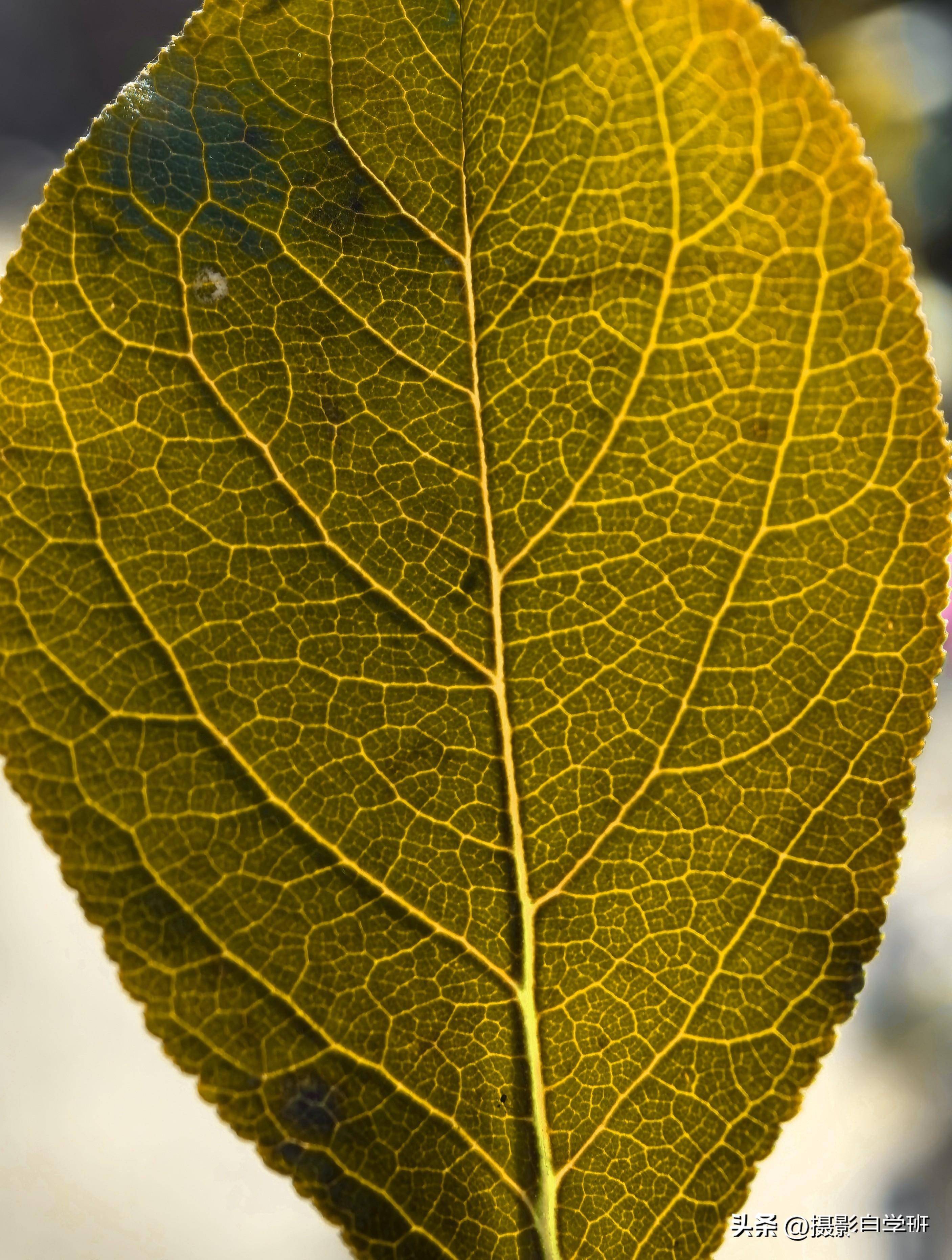 当阳光从背后照射,树叶的轮廓和纹路会清晰地呈现在眼前,仿佛时间在这