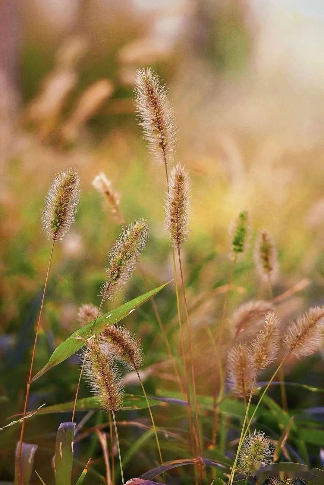 行走丨倏忽秋又尽,明朝恰立冬_冬日_季节_万物