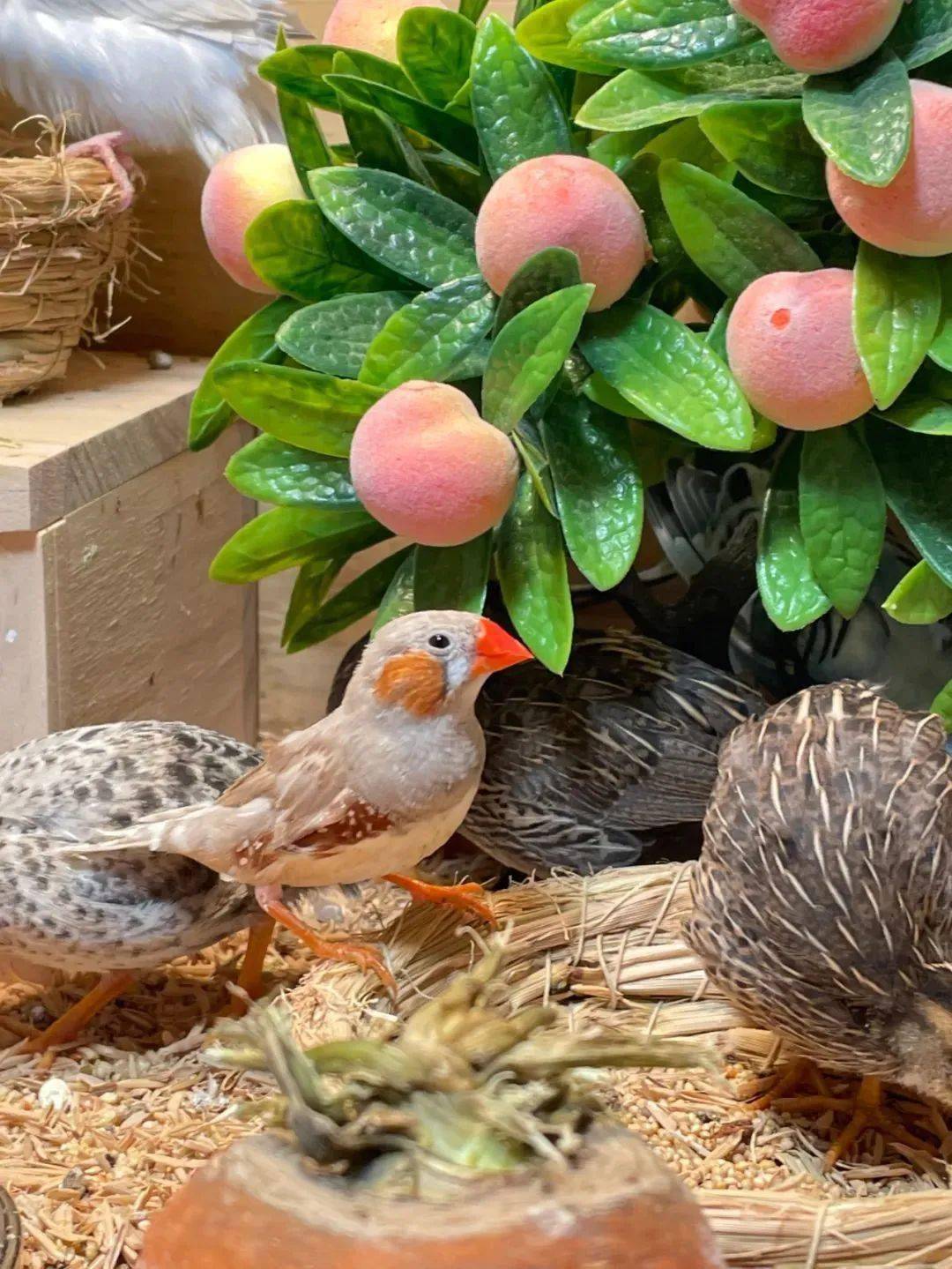 饲养珍珠鸟的注意事项都在这里啦!赶紧学起来~_养殖_鸟笼_给予