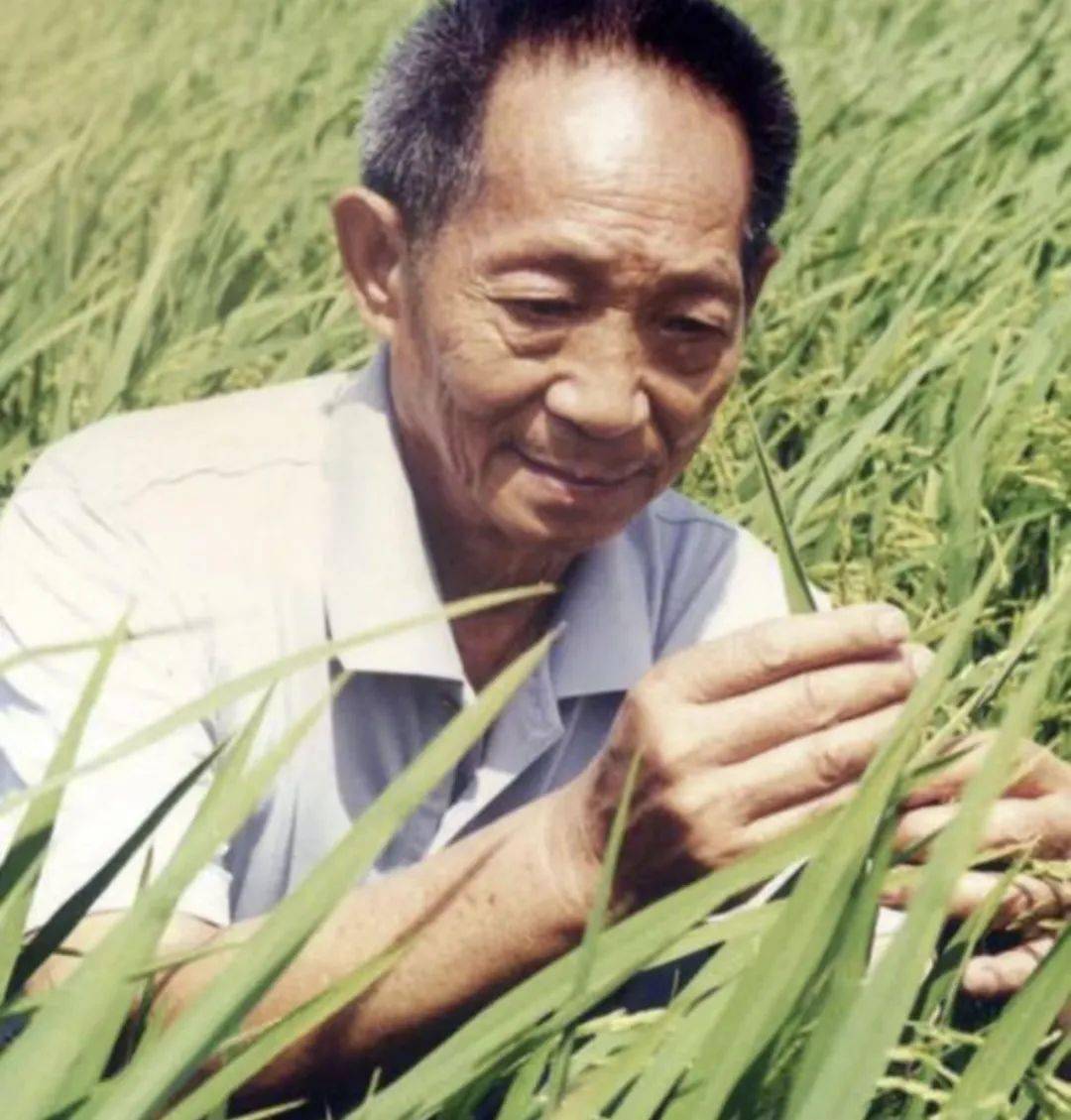 历史上的今天:11月3日 联合国向袁隆平颁发科学奖