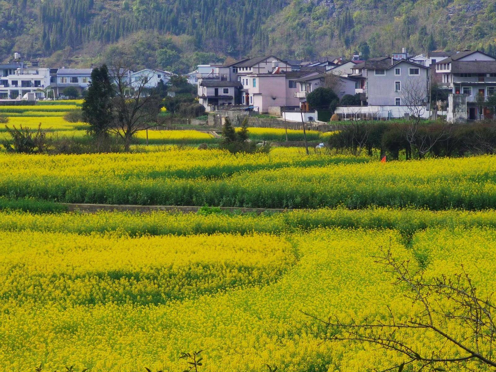 【冬遊貴州·黔西南篇】圍爐煮茶,露天燒烤,花海秘境,森林氧吧,野釣