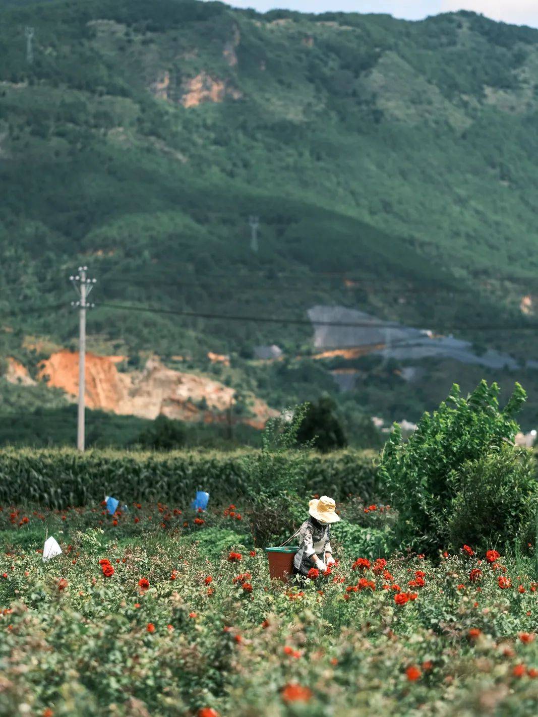 碧山村坚持用地道乡村风物入精酿,用扎实的原料,淳朴的工艺,做出惊艳