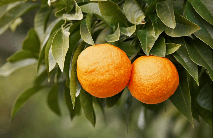 想要培育新的柑橘品种,就需要足够多的育种材料,因此曾勉致力于收集