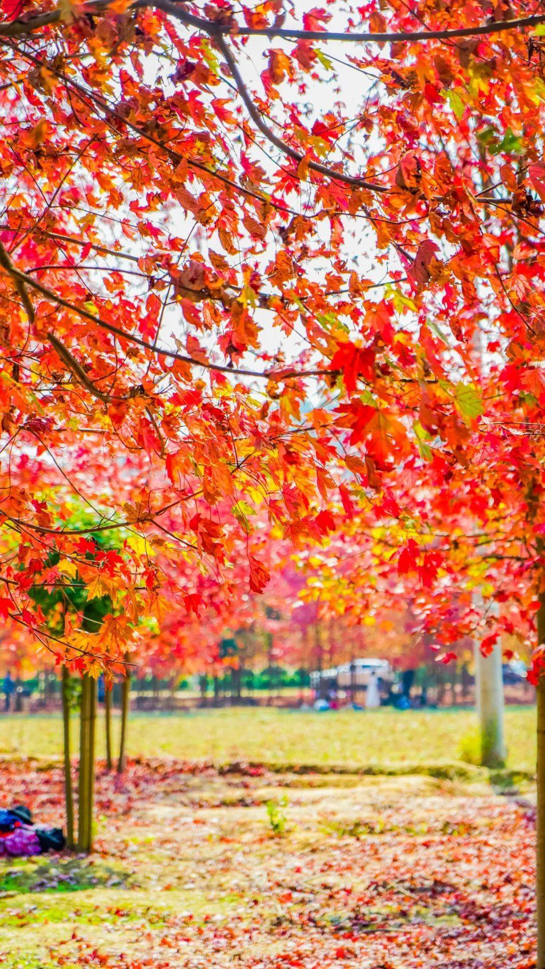 深秋層林盡染正是一年好時光秋日的遵義切不可錯過絕美紅楓林萬山紅遍