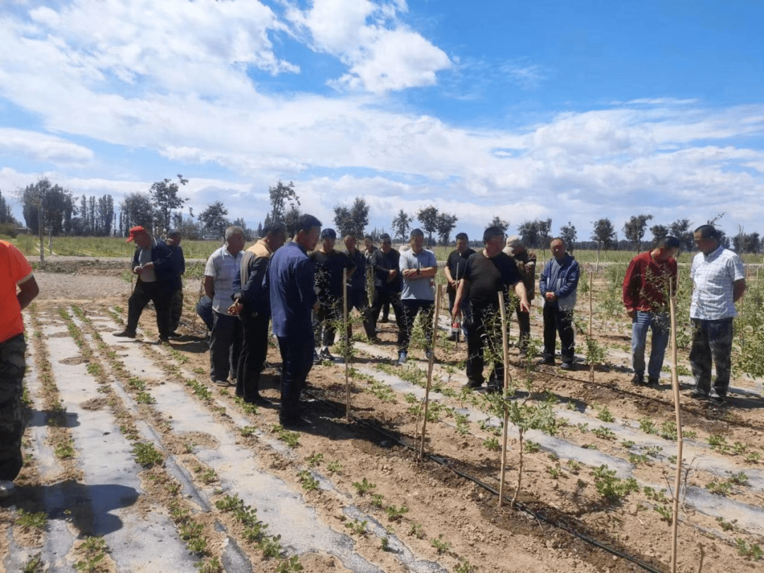 精河县_托里镇_种植户