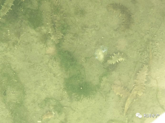 【海参专题】"参贝多"——海参养殖饵料首选_朋友_经济效益_利苗多