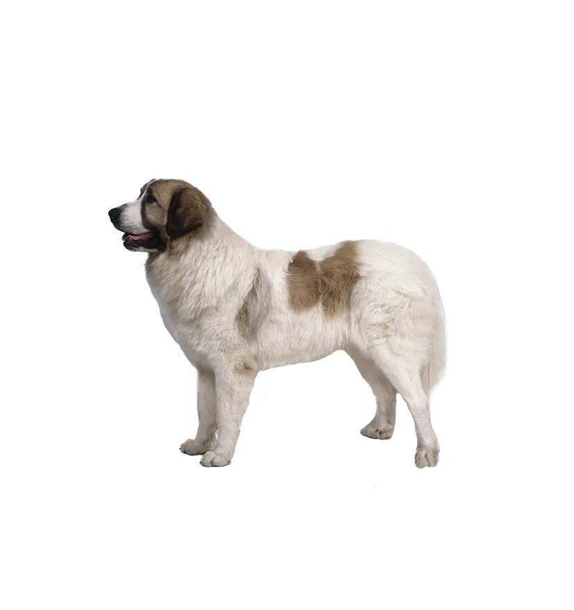 獒犬法国波尔多犬多伯曼犬法国狼犬高加索犬凯利蓝梗捷克福斯克犬可