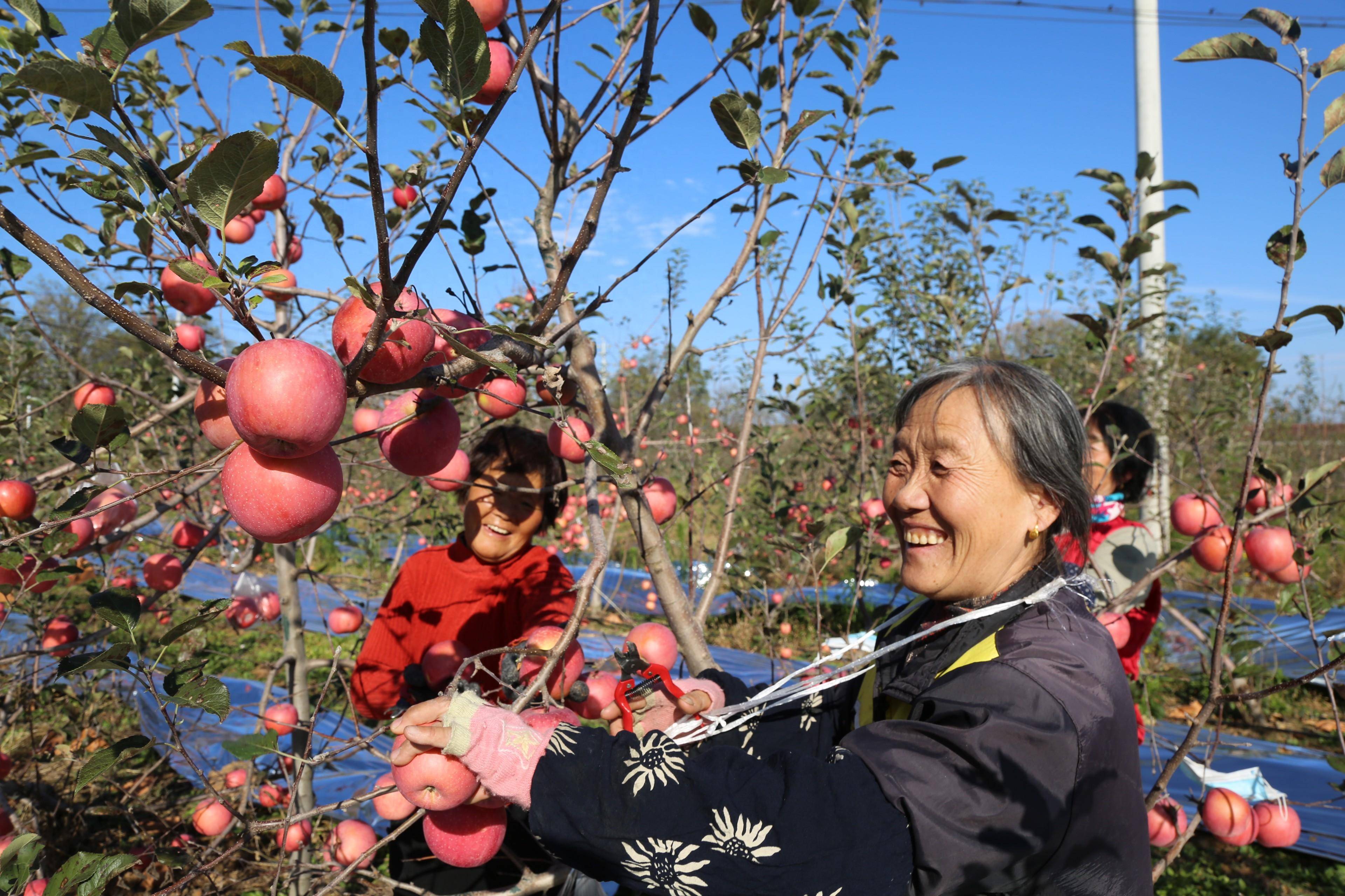 丰收苹果园图片大全图片