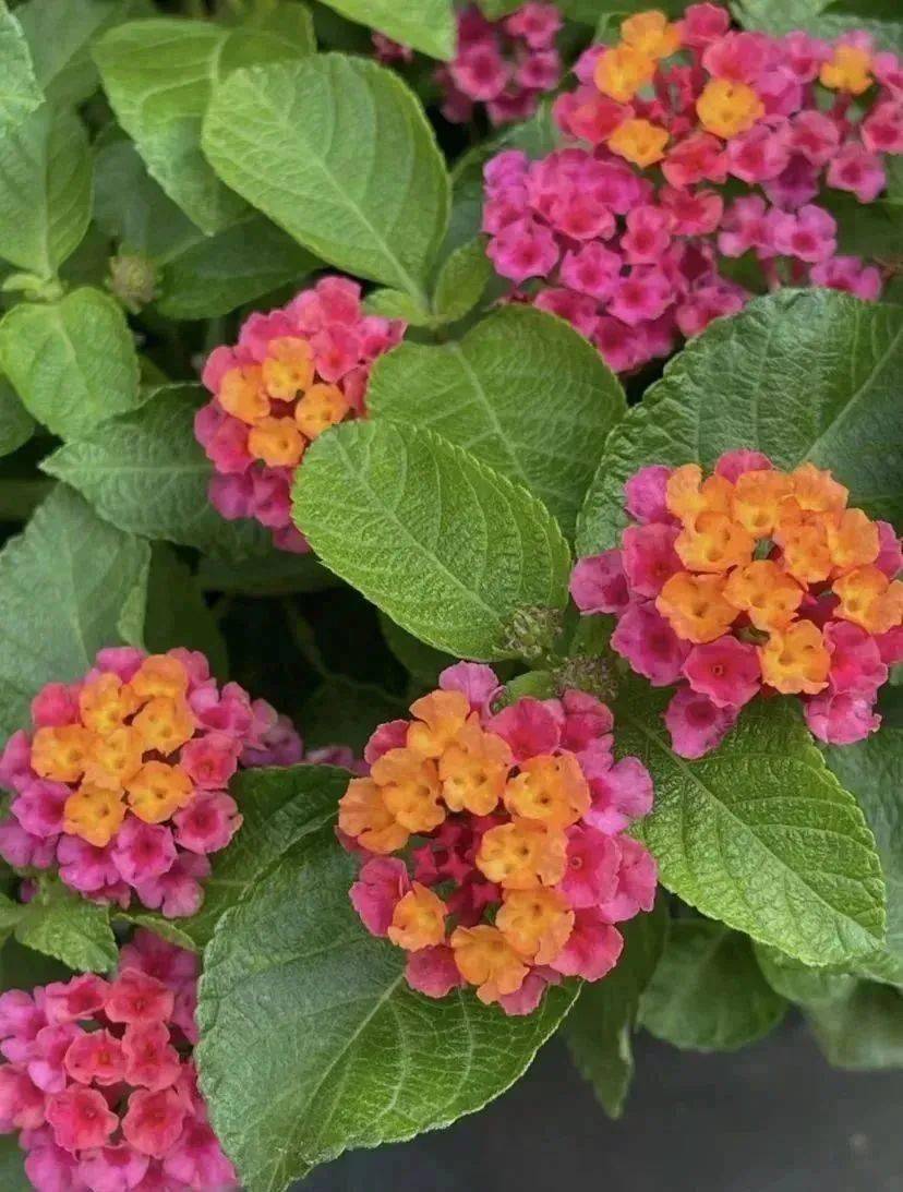 草木之约|惊人爆料,马缨丹"塌房了"_有毒_马小姐_果实