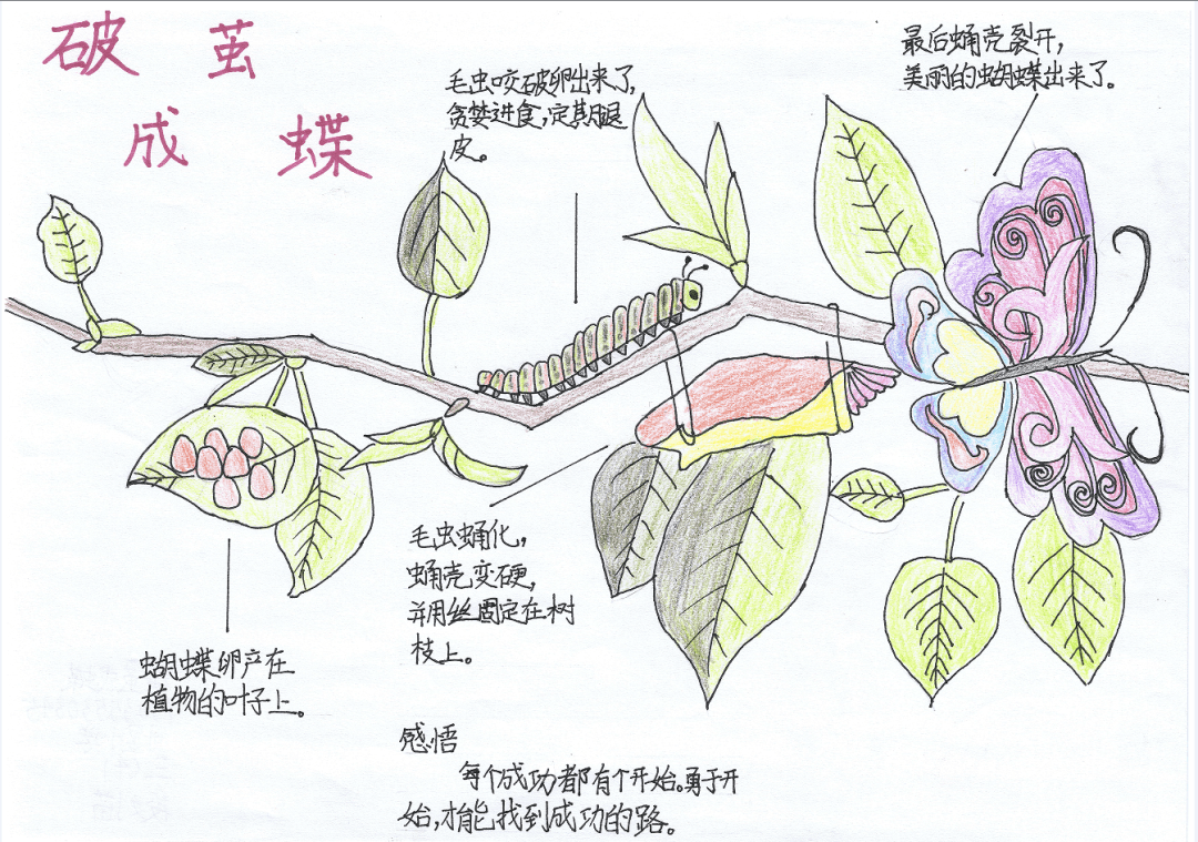 化茧成蝶手抄报图片