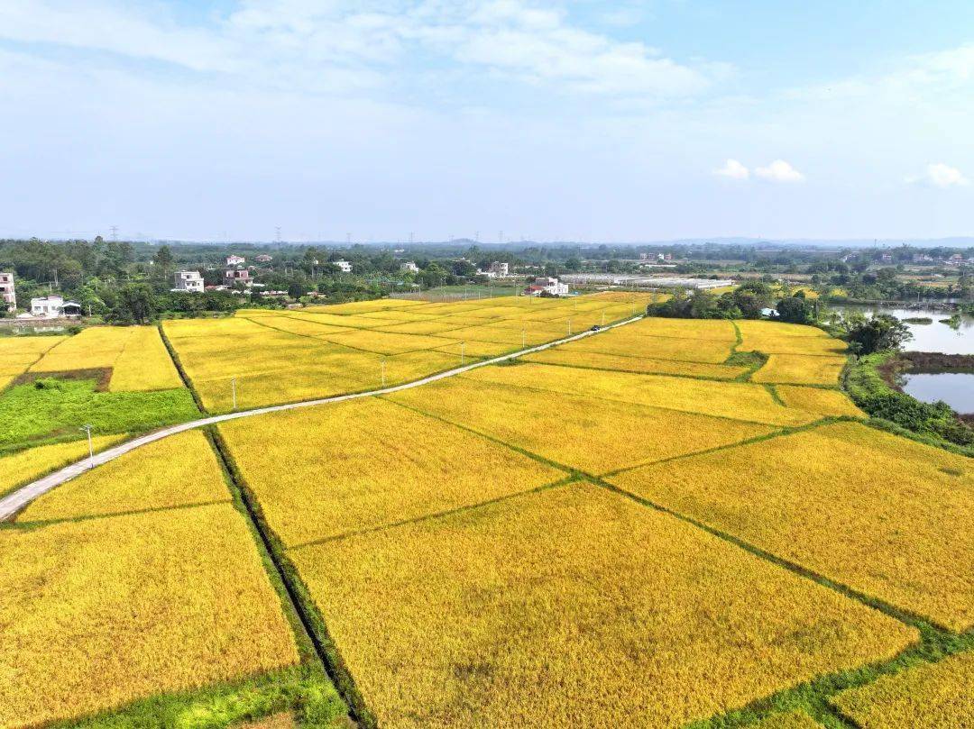 博罗杨村晚造益生菌水稻迎丰收_种植_技术_农业