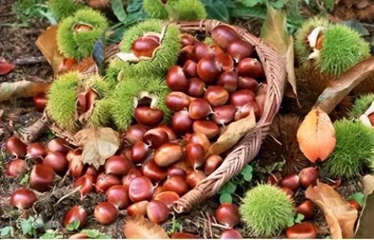 也许你不认识猴板栗,但七叶皂苷钠你需要解一下_mg_药物_作用