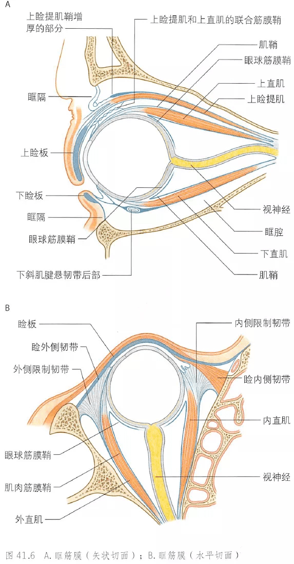 眼部骨骼结构图解图片