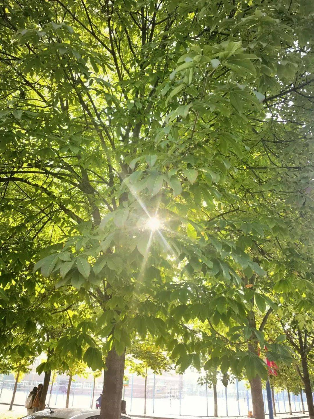 别名梭椤树无患子目七叶树科七叶树属聚伞圆锥花序组落叶乔木