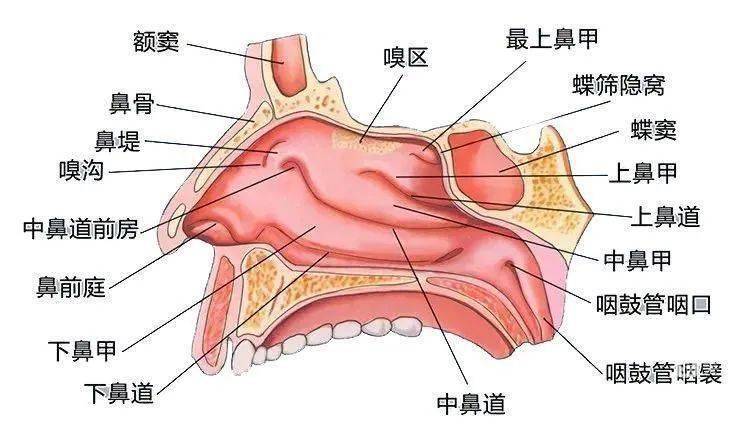 鼻腔结构图三维动画图片