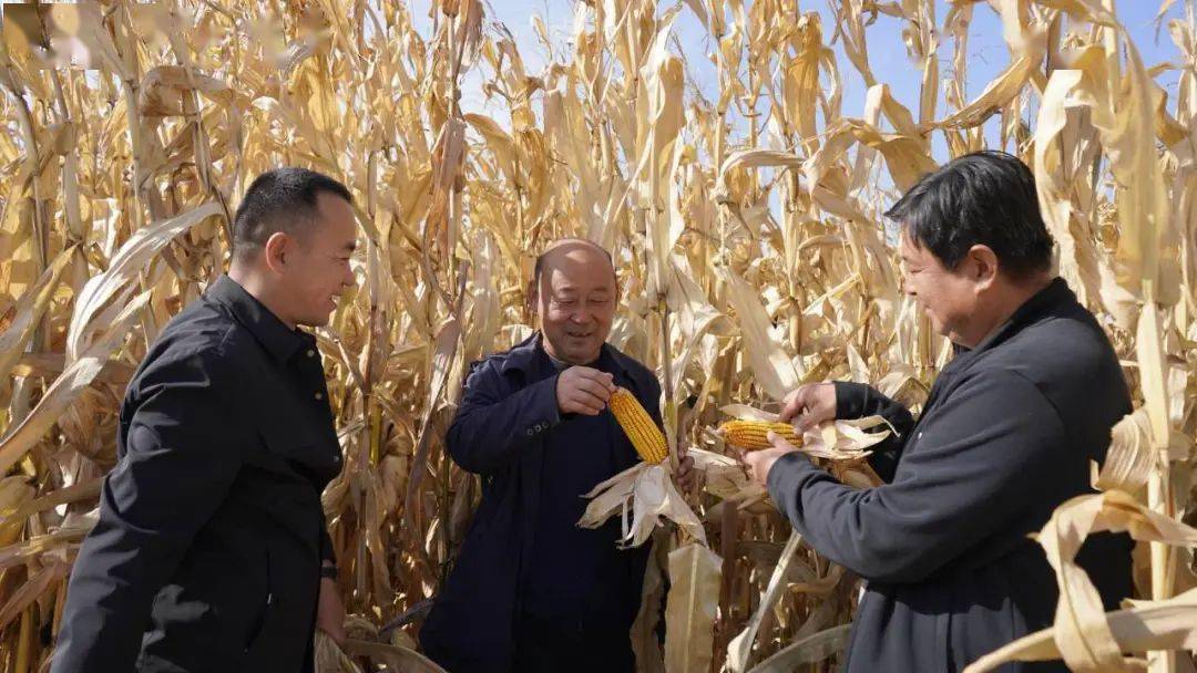 水肥一体化精准调控高产示范田的2000亩迪卡159玉米启动机械化收获