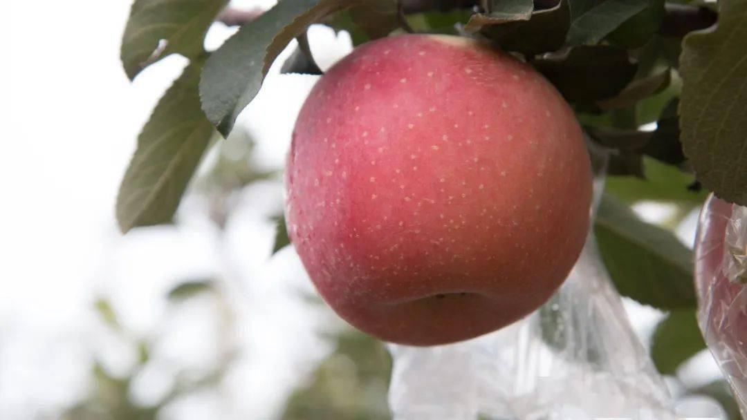 超长的日照,以及独特的地理环境,赋予了临猗苹果出众的品质,也让"临猗