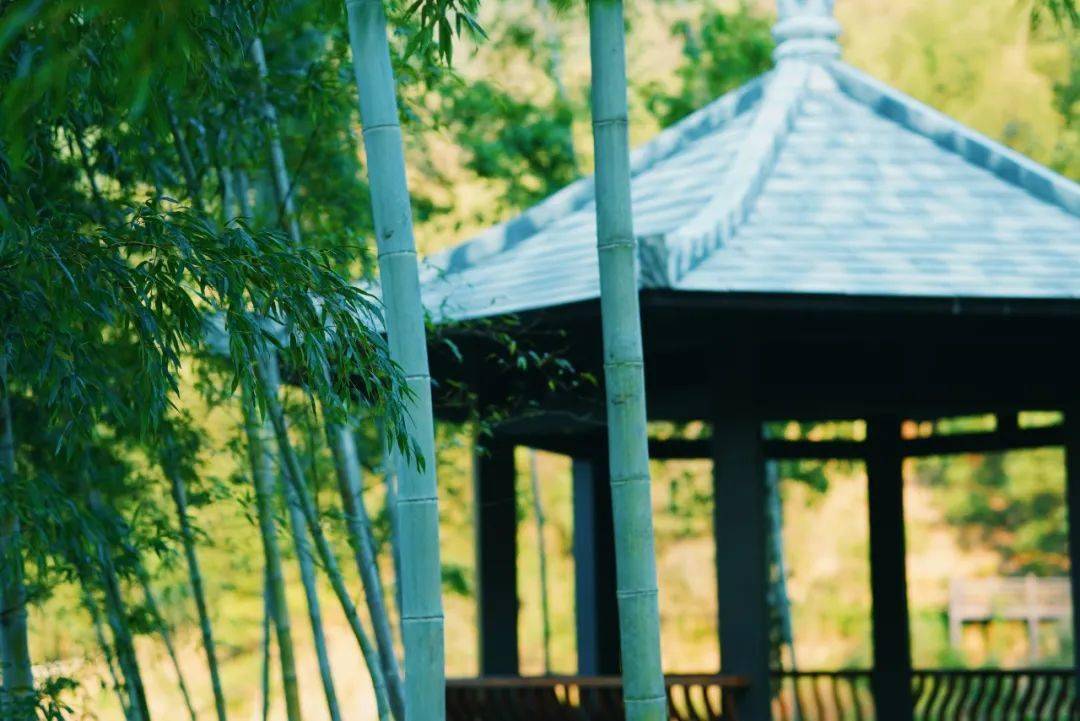 大慧禅师:但于事上通无事,见色闻声不用聋_生死_众生_柏树