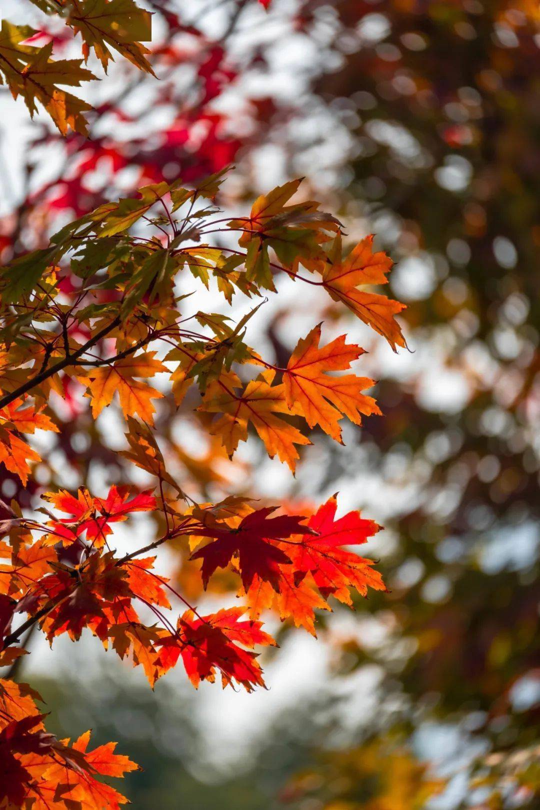 油画里的莫奈花园,秋色正浓