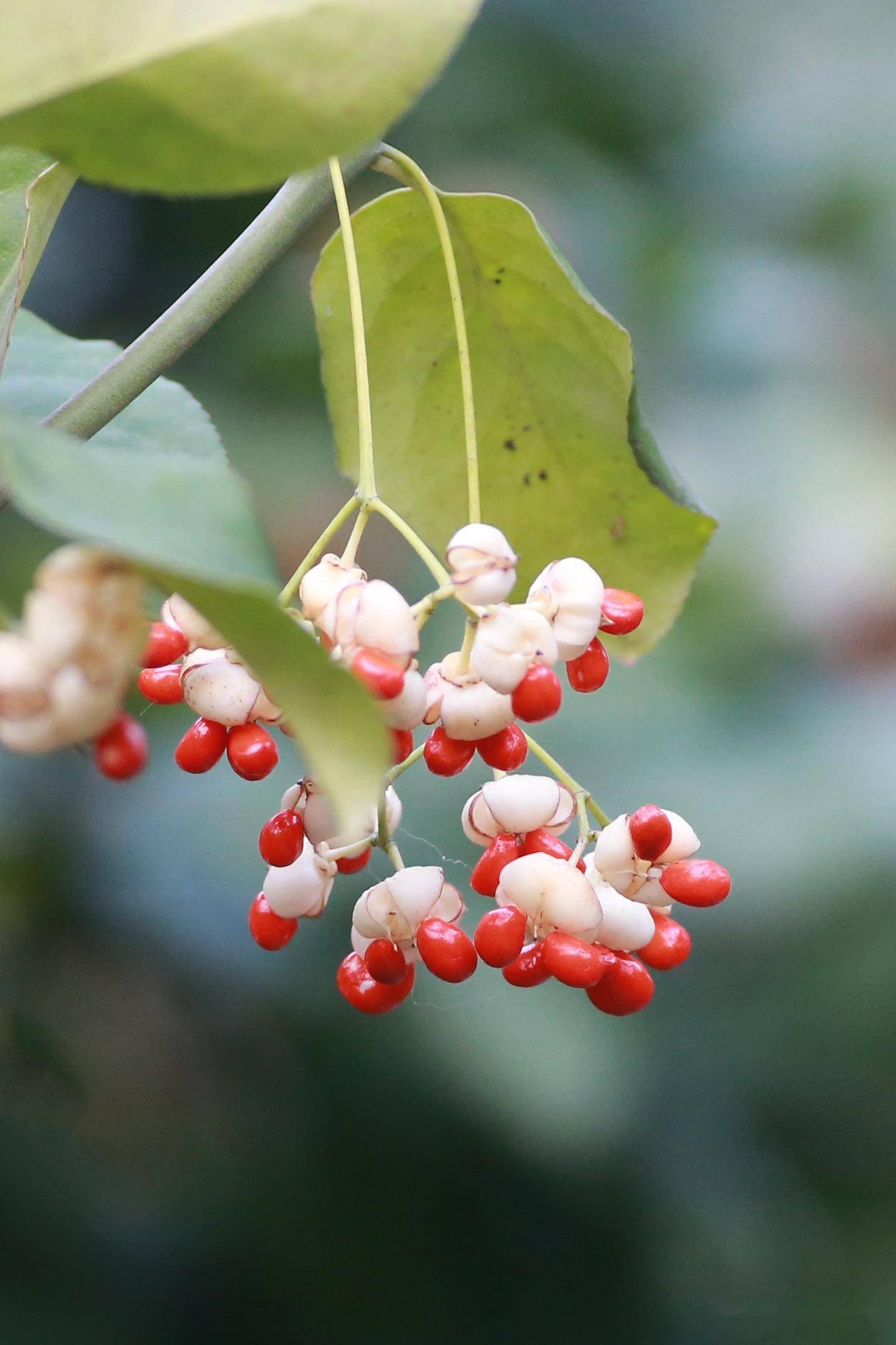 是红红的小红豆,一眼望去,满树的红白相间,看上去真好看,很具有观赏性