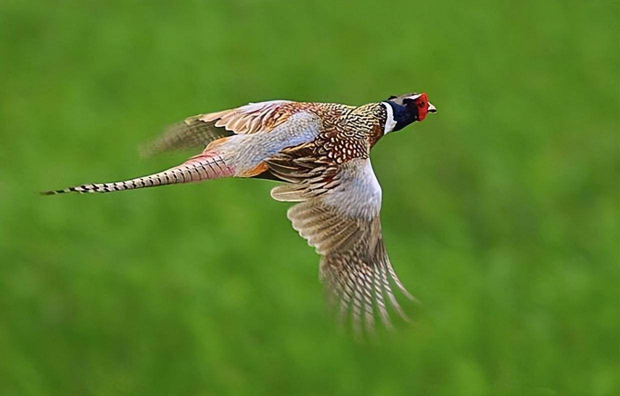 东北野鸡"满天飞",为何吃货却不敢下嘴?农民直言:真惹不起!