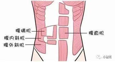 腹直肌是腹部皮下最外層的肌肉,腹橫肌在腹直肌裡面,腹內斜肌和腹外斜