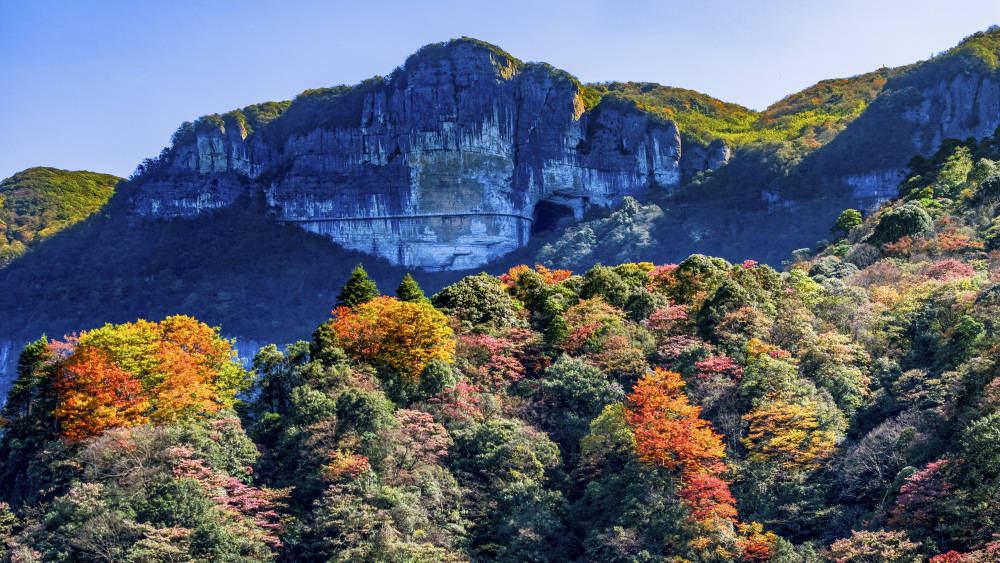 南川:金佛山彩林美如画卷_景区_树叶_山脉