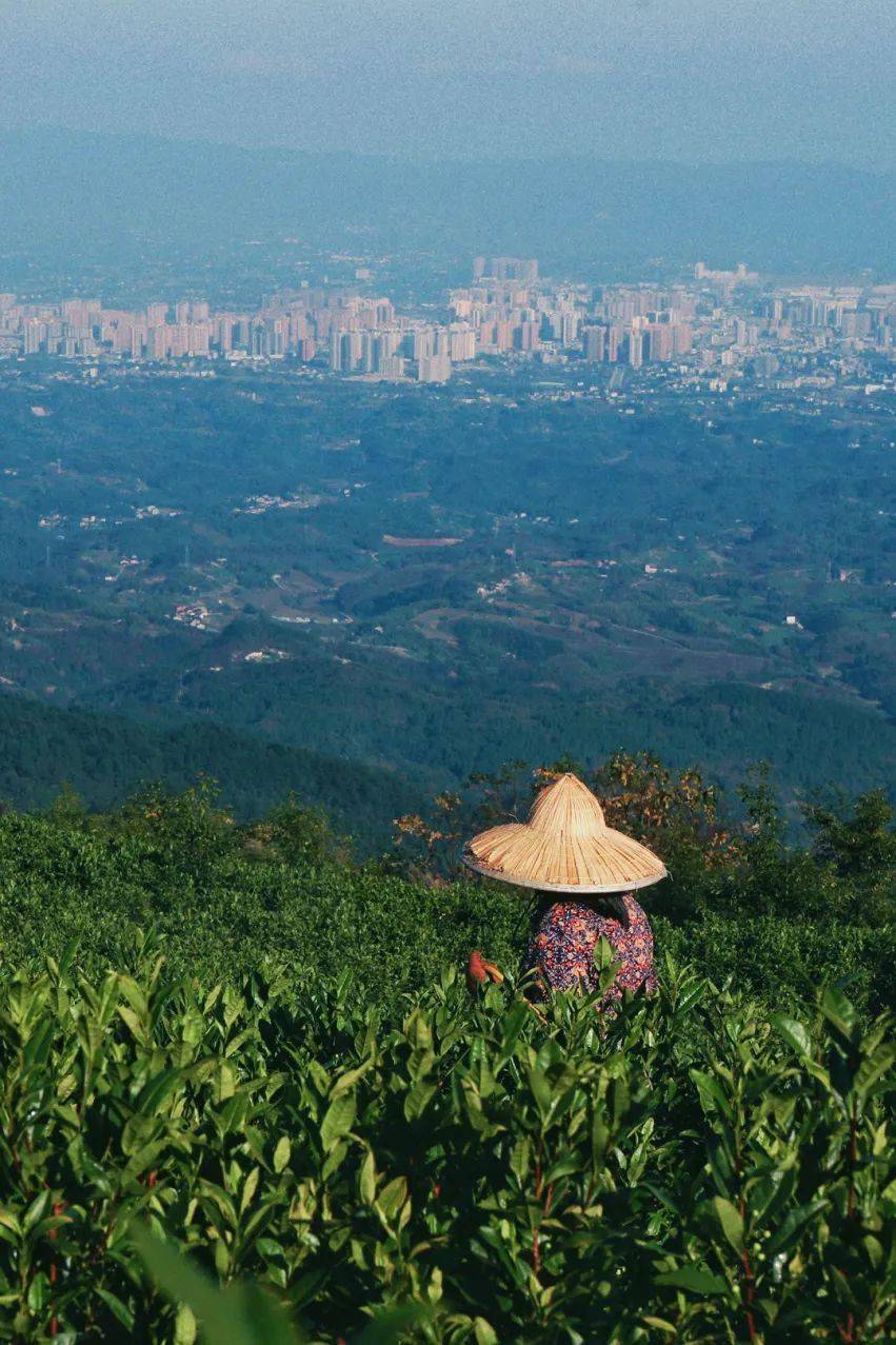这样的大竹云雾山,你见过吗?_茶山_美景_山顶