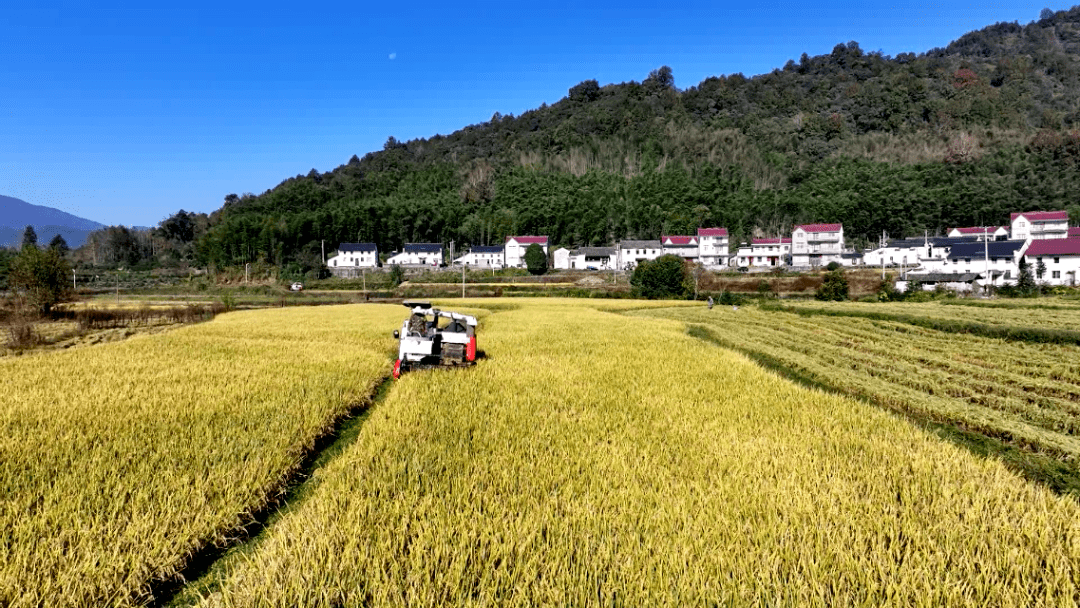【乡村振兴正当时】芦荔晚稻开镰收割_荔村_安凌镇_稻米