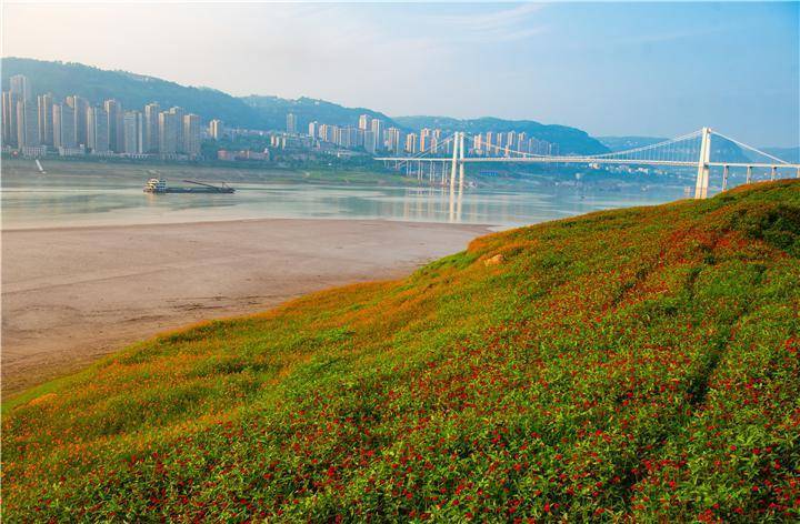 20万平方米花海扮靓重庆万州长江两岸_冉孟军_鲜花_市民
