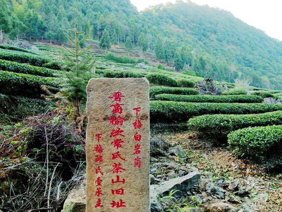 茶业圣地:武夷山_福建省_世界_中国