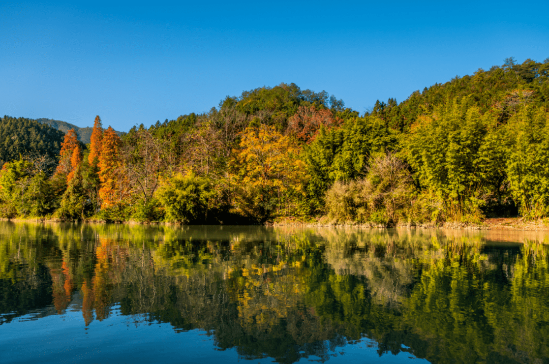早鸟价439 【2023年第一届南雄帽子峰银杏13公里徒步节】11.