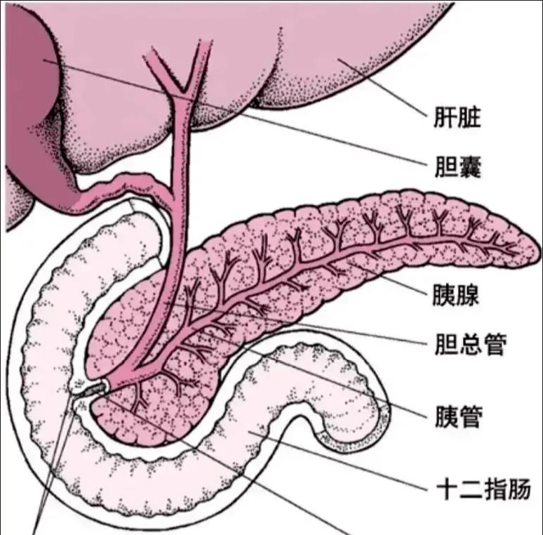 直肠壶腹部图图片