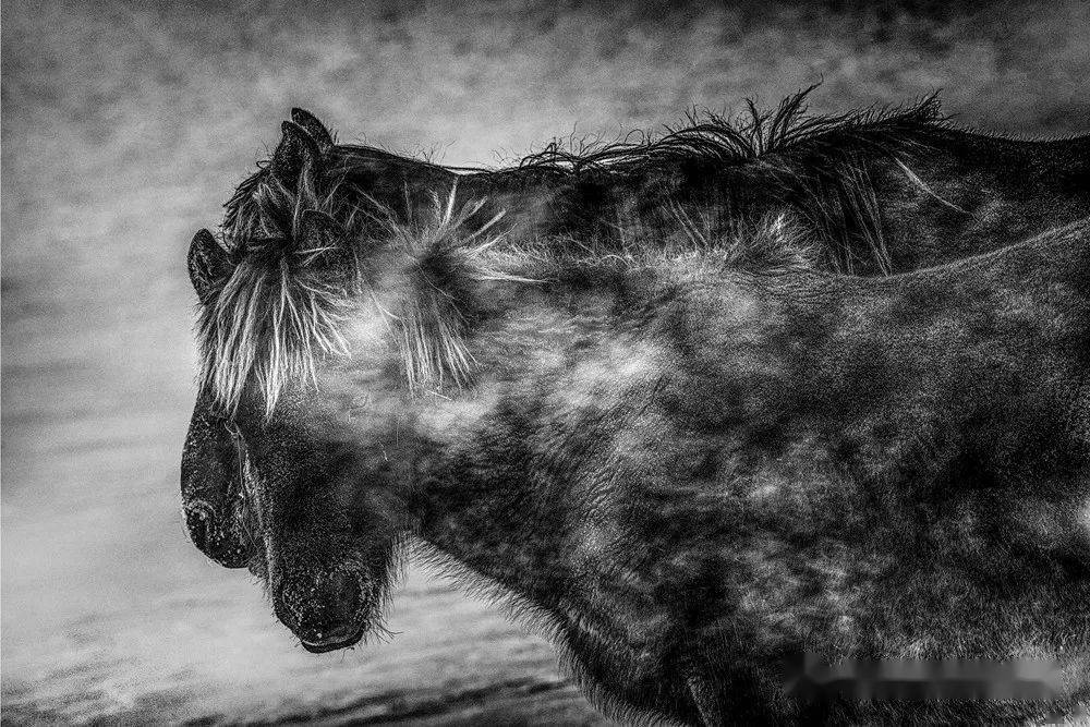 凛冽寒风中一匹青骡马以其身躯为幼马避风挡寒深雪中扬起马鬃飘起马尾