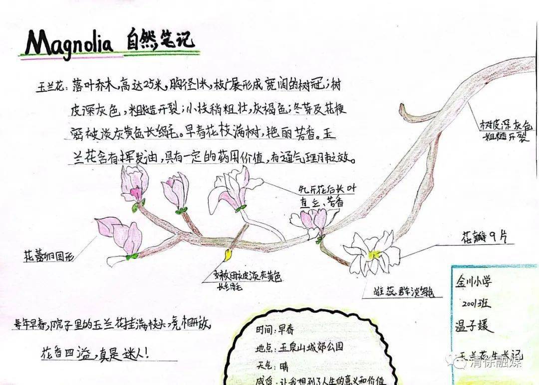 绣球花自然笔记图片