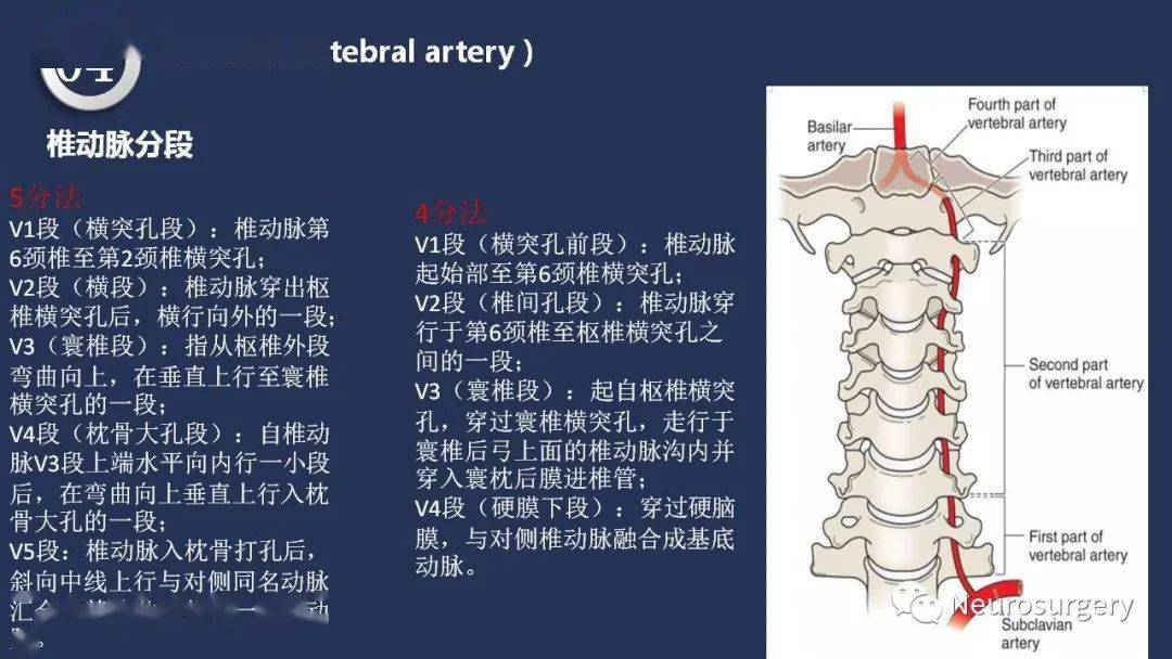 颈内动脉,椎基底动脉系统相关解剖