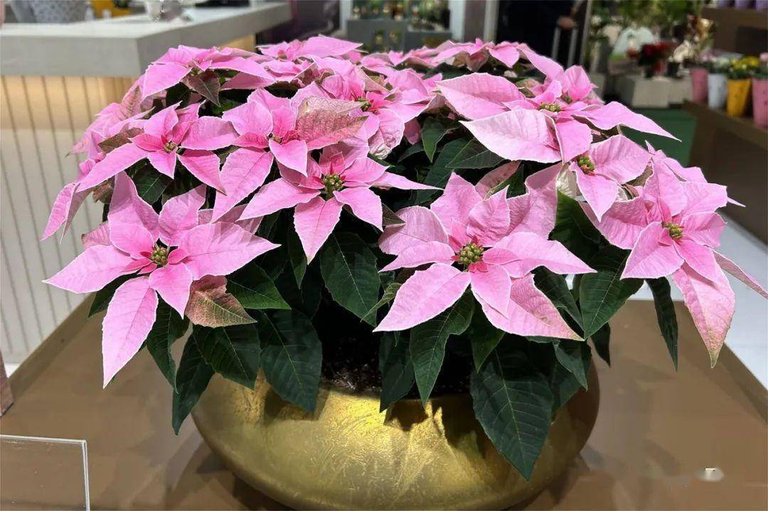 球根切花产品▲蝴蝶兰染色创意越来越多▲切花类展品以玫瑰居多
