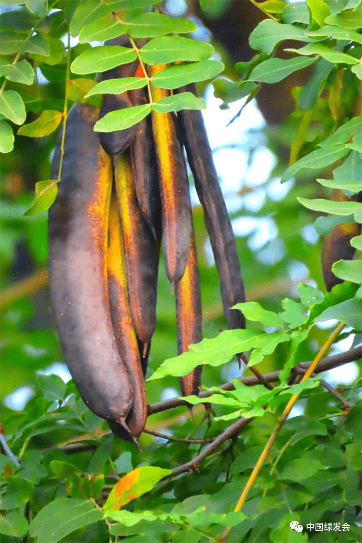 又名有皂角,皂荚树,猪牙皂,牙皂,道皂等.