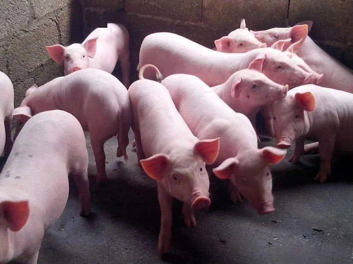 生猪_消费_情绪