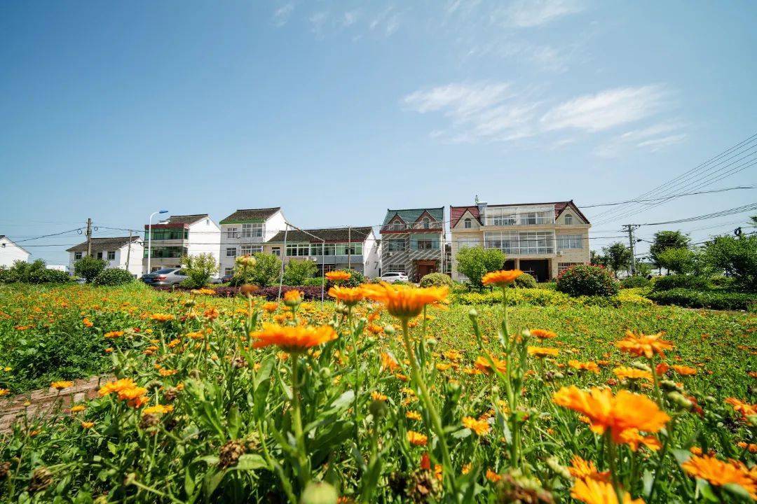 朱泾这里将打造蔬菜主题乐园,为乡村振兴注入"新活力"_牡丹_土地_闲置