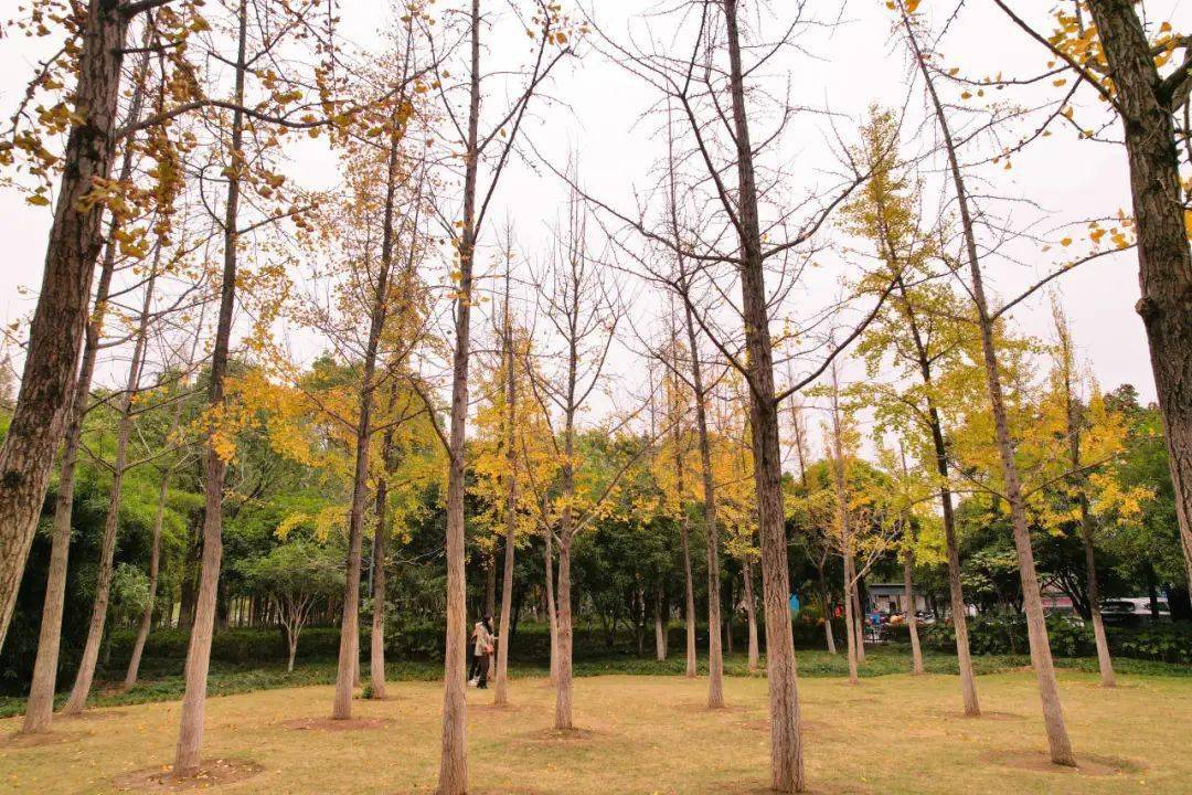 田间眼下天气渐凉兰溪迎宾大道的银杏都迎来了金黄另外,兰溪地下长河