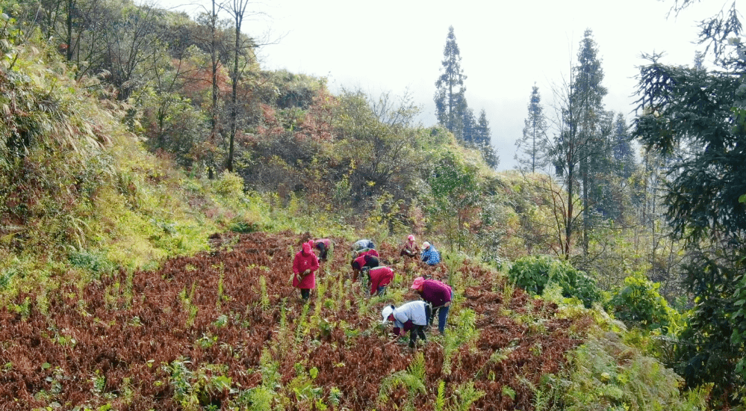 在万源市紫溪乡柿子坝村的花生地里,村民们正在收获花生.