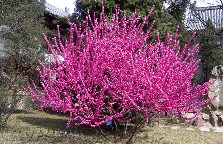 张掖市市树市花评选投票火热进行中._品种_方式_志勇